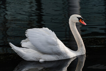 łabędzie na wodzie © Kacper