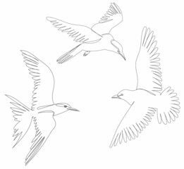 birds flying, continuous line drawing isolated, vector