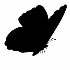butterfly black silhouette isolated, vector