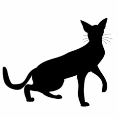 cat black silhouette isolated, vector, on white background