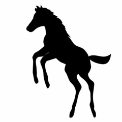 foal black silhouette isolated, vector