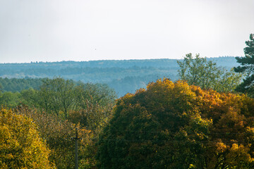morning in the forest