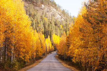 A small road leading through colorful Birch forests during autumn foliage near Kuusamo, Northern Finland. 
