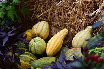 pumpkin on the ground