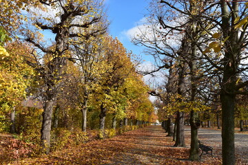 trees in autumn