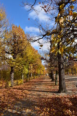 autumn trees in the park