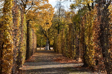 autumn in the park