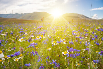 Fototapeta premium Various wild flowers in a summer field lit by sun