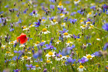 Various wild flowers in a summer field lit by sun