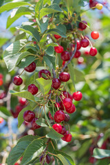 sweet cherry on a tree