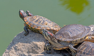 red-eared turtles basking in the sun