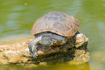 red-eared turtles basking in the sun