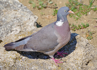 Obraz premium portrait of a beautiful pigeon