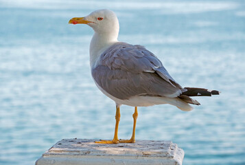portrait of sea gull
