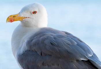 portrait of sea gull