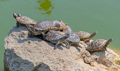 red-eared turtles basking in the sun