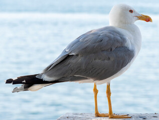 portrait of sea gull