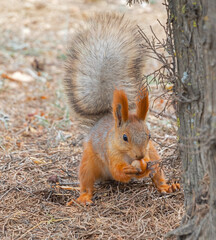 Red cute squirrel with long ears