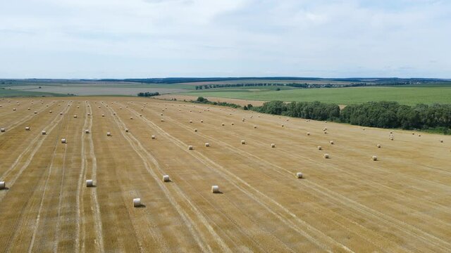 Rolls of golden haystacks on the farm field. Harvesting wheat in summer