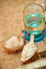 Little turkeys drink water from a drinking bowl on a poultry farm. Breeding turkeys. Poultry farm.