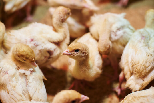 Small turkeys on the farm, turkey breeding. Little turkey chickens. A herd of turkeys in the pen. Poultry farm. Little turkey looks into the camera.