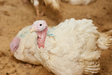 A close-up of a turkey in a pen, raised in captivity. Poultry farm. Industrial breeding of turkeys. Light bird. Bird incubator.