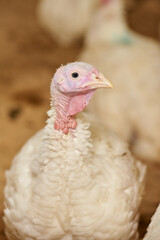 A close-up of a turkey in a pen, raised in captivity. Poultry farm. Industrial breeding of turkeys. Light bird. Bird incubator.