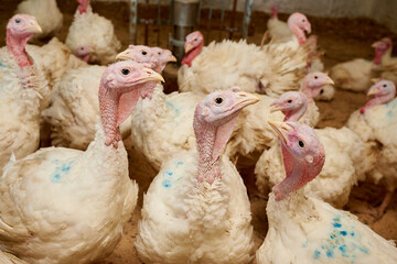 Turkeys in a pen, close-up, raised in captivity. Poultry farm. Industrial breeding of turkeys. Light bird. Bird incubator. Three turkeys.