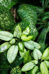 Green leaves of dieffenbachia plant