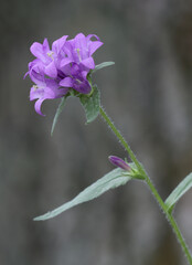 Campanula or clustered bellflower