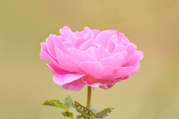 Beverly rose or pink Rose in Garden.Pink Rose flower with soft sunlight on green background