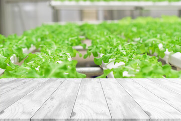 table grey on Salad vegetable in the hydroponic garden farm background, healthy organic agriculture cultivation.