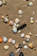 Fototapeta na wymiar Some conches in the sand on the beach in the Algarve