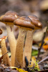 Champignons d'automne