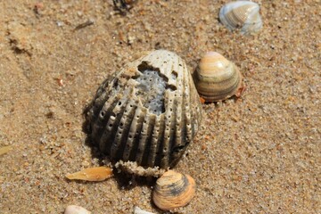 
Some conches in the sand on the beach in the Algarve