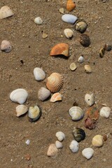 
Some conches in the sand on the beach in the Algarve