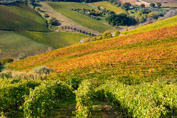 Obraz premium Colorful vineyard in fall, autumn nature landscape