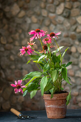 Fototapeta na wymiar Purple coneflower flowers in the pot