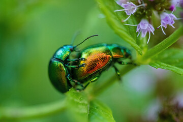 Pair of metallic green beetles in cop, in the family Chrysomelidae, the leaf beetles