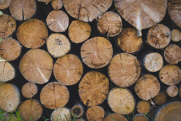 Cross section of the timber, cut trees, firewood stack. Nature abstract background with stack of firewood.