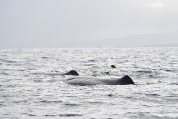 Dorsal fin of sperm whale on surface. Whales in Indian ocean. Marine life.