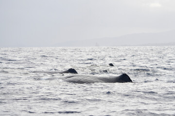 Obraz premium Dorsal fin of sperm whale on surface. Whales in Indian ocean. Marine life.