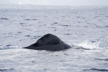 Dorsal fin of sperm whale on surface. Whales in Indian ocean. Marine life.