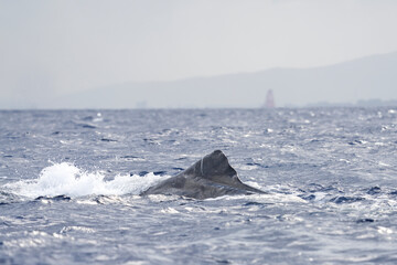 Dorsal fin of sperm whale on surface. Whales in Indian ocean. Marine life.