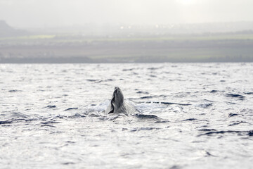 Fototapeta premium Dorsal fin of sperm whale on surface. Whales in Indian ocean. Marine life.