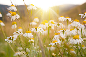 Daisies wild flowers in a summer field lit by sun