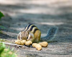 a small chipmunk sits on the path and nibbles nuts, close-up