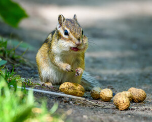 a small chipmunk sits on the path and nibbles nuts, close-up