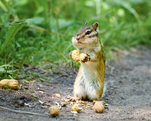 a small chipmunk sits on the path and nibbles nuts, close-up