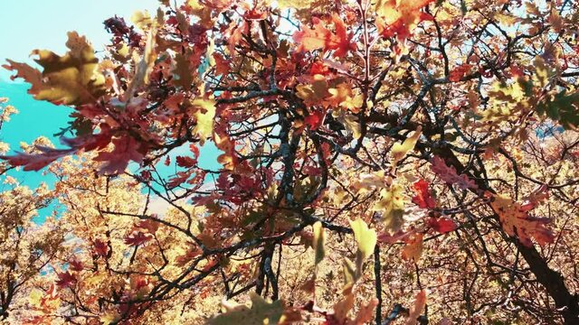 Foglie rosse colorate d'autunno che oscillano su una quercia nel parco autunnale. Sfondo autunnale. Natura meravigliosa
